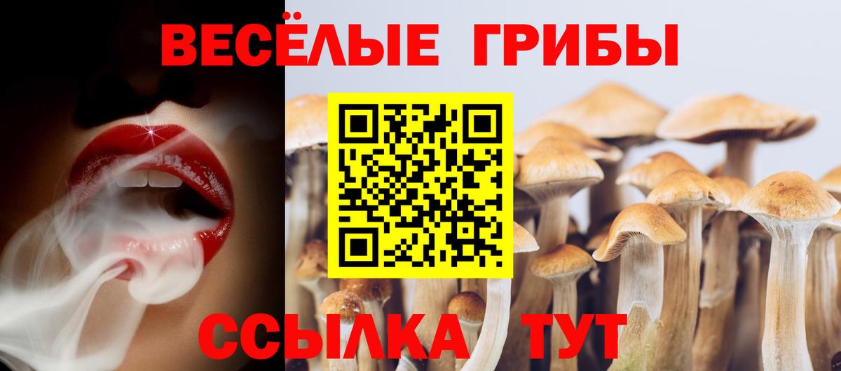 Галлюциногенные грибы Psilocybe Ангарск